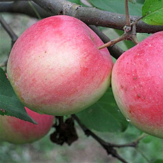 Яблоня домашняя 'Строевское'